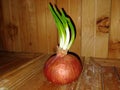 Beautiful onion is standing the wooden table loking pretty cool fresh vegetabl Royalty Free Stock Photo