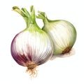 beautiful Onion watercolor Vegetable clipart illustration