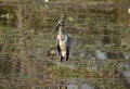 Open-Billed Stork