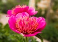 Beautiful open bud of pink tulip closeup photo Royalty Free Stock Photo