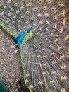 Beautiful open feathered peacock colourful