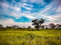 A beautiful open field which is covered with grass and the sky is filled with cloud.