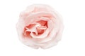 beautiful open soft pink rose blossom isolated on white background Royalty Free Stock Photo