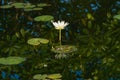 A beautiful, open, white and yellow lotus flower, arising out of a stunning reflective pond.