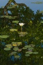 A beautiful, open, white and yellow lotus flower portrait, arising out of a stunning reflective pond.