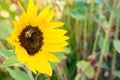 Beautiful open yellow sunflower Bud with seeds and bee with pollen on the legs. Royalty Free Stock Photo