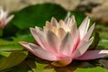 Beautiful opened light pink water lily close-up, with a blurred depth of field, floating on the lake. The concept of romance, Royalty Free Stock Photo