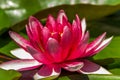 Beautiful opened pink water lily close-up, with blurred depth of field, floating on the lake. The concept of romance, calm, relax Royalty Free Stock Photo