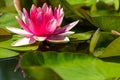 Beautiful opened pink water lily close-up, with blurred depth of field, floating on the lake. The concept of romance, calm, relax Royalty Free Stock Photo