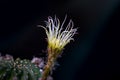 Beautiful opening pink Echinopsis subdenudata cactus flower on black background.