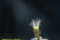 Beautiful opening pink Echinopsis subdenudata cactus flower on black background.