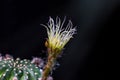 Beautiful opening pink Echinopsis subdenudata cactus flower on black background.