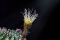 Beautiful opening pink Echinopsis subdenudata cactus flower on black background.