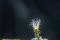 Beautiful opening pink Echinopsis subdenudata cactus flower on black background.