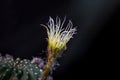 Beautiful opening pink Echinopsis subdenudata cactus flower on black background.