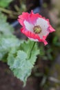 Beautiful opium poppy flower