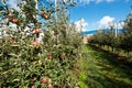 Beautiful optimistic landscape with apples in the apple garden