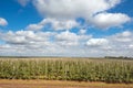 Beautiful optimistic landscape with apples in the apple garden Royalty Free Stock Photo