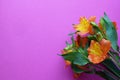 Beautiful orange alstroemeria flowers in green leaves on a bright pink background. Peruvian Lily. Copy space Royalty Free Stock Photo