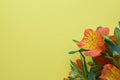 Beautiful orange alstroemeria flowers in green leaves on a yellow background. Peruvian Lily Royalty Free Stock Photo