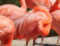 Flamingo Having Rest