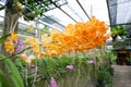 Beautiful orange Ascocenda orchids Royalty Free Stock Photo