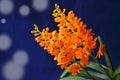 Beautiful orange ascocentrum miniatum orchid flowers Royalty Free Stock Photo