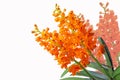 Orange ascocentrum miniatum orchid flowers Royalty Free Stock Photo