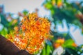 Beautiful orange asoka tree flowers (Saraca indica) on tree with green leaves background. Saraca indica, alsoknown as asoka-tree, Royalty Free Stock Photo