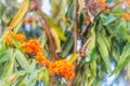 Beautiful orange asoka tree flowers (Saraca indica) on tree with green leaves background. Saraca indica, alsoknown as asoka-tree, Royalty Free Stock Photo