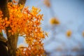 Beautiful orange asoka tree flowers (Saraca indica) on tree with green leaves background. Saraca indica, alsoknown as asoka-tree, Royalty Free Stock Photo