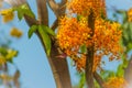 Beautiful orange asoka tree flowers (Saraca indica) on tree with green leaves background. Saraca indica, alsoknown as asoka-tree, Royalty Free Stock Photo