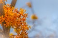 Beautiful orange asoka tree flowers (Saraca indica) on tree with green leaves background. Saraca indica, alsoknown as asoka-tree,
