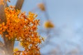 Beautiful orange asoka tree flowers (Saraca indica) on tree with green leaves background. Saraca indica, alsoknown as asoka-tree, Royalty Free Stock Photo