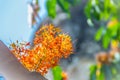 Beautiful orange asoka tree flowers (Saraca indica) on tree with green leaves background. Saraca indica, alsoknown as asoka-tree,