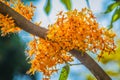 Beautiful orange asoka tree flowers (Saraca indica) on tree with green leaves background. Saraca indica, alsoknown as asoka-tree,