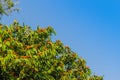 Beautiful orange asoka tree flowers (Saraca indica) on tree with green leaves background. Saraca indica, alsoknown as asoka-tree, Royalty Free Stock Photo