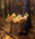 Autumn leaf on forest background Royalty Free Stock Photo