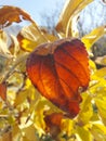 Beautiful orange autumn leaves
