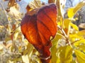 Beautiful orange autumn leaves shot in 2020 during Corona Virus period