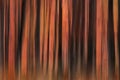 Beautiful orange background imitating tree trunks in a forest,fiery