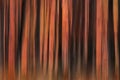 Beautiful orange background imitating tree trunks in a forest,fiery Royalty Free Stock Photo