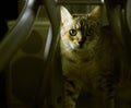 Beautiful orange bengal cat against a blurred background