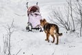A beautiful orange big dog is with a red baby carriage in a winter snow park Royalty Free Stock Photo