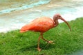 Beautiful orange bird posing on the greens Royalty Free Stock Photo