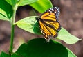 Beautiful monarch butterfly rests on a milkweed leaf