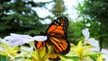 Beautiful orange and black monarch butterfly, danaus plexippus, spreads wings while on a impatiens flower in the garden