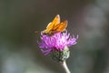 Beautiful orange and black skipper butterfly feeding on purple pink flower