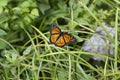 Beautiful Orange Black and White Viceroy Butterfly - Limenitis archippus