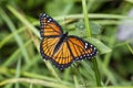 Beautiful Orange Black and White Viceroy Butterfly - Limenitis archippus